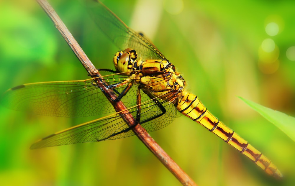 yellow dragonfly on stick