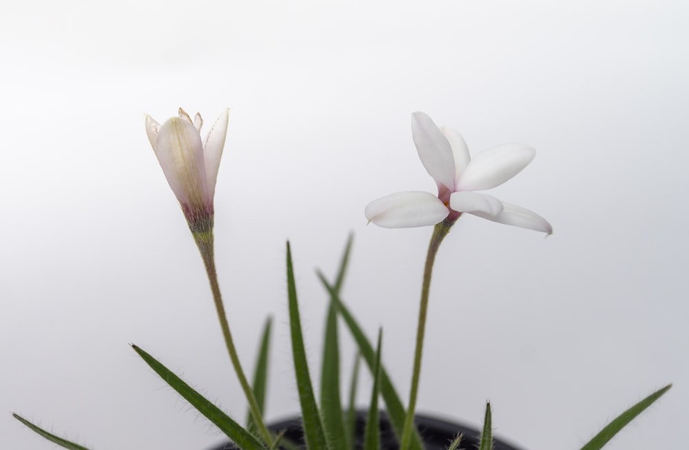 white-petaled flower with green leaves