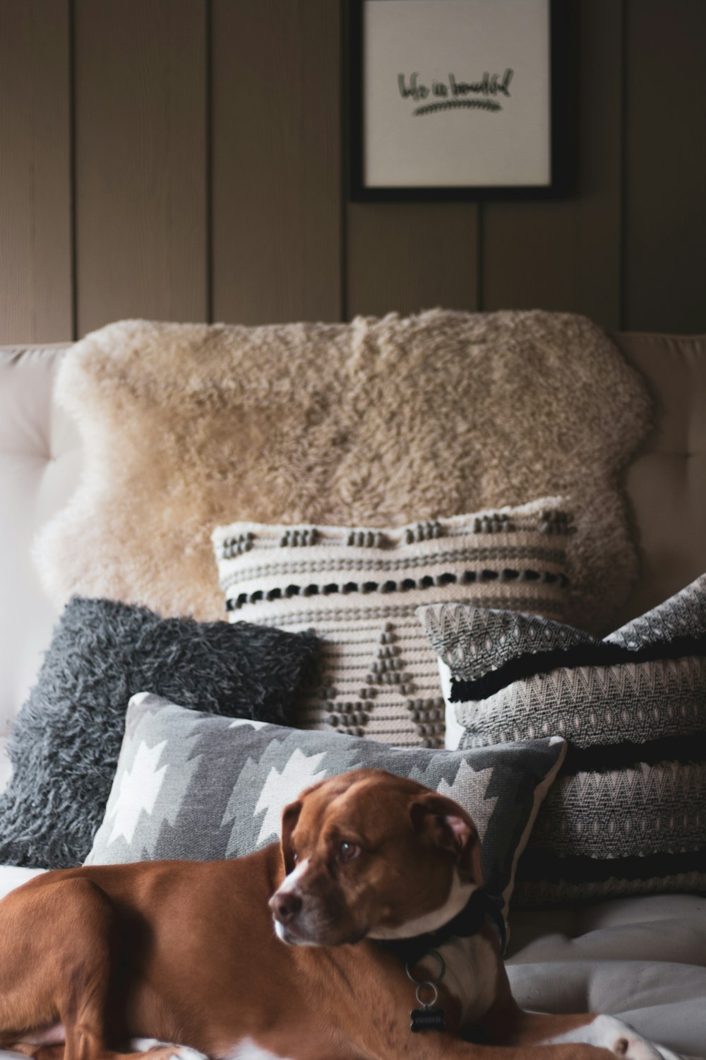 dog on sofa