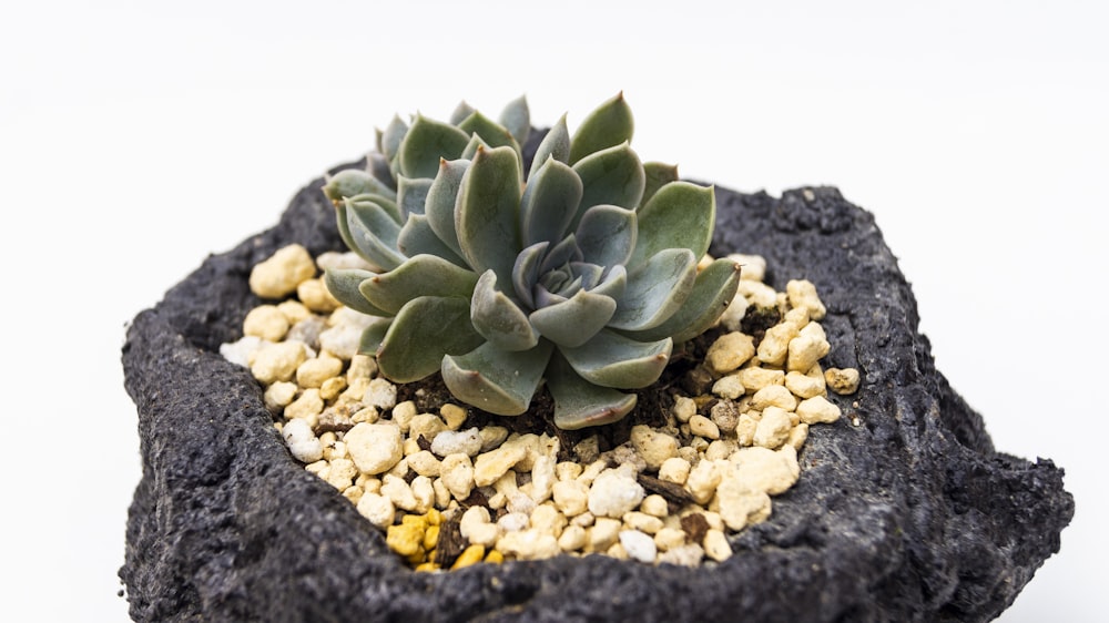 green succulent plant