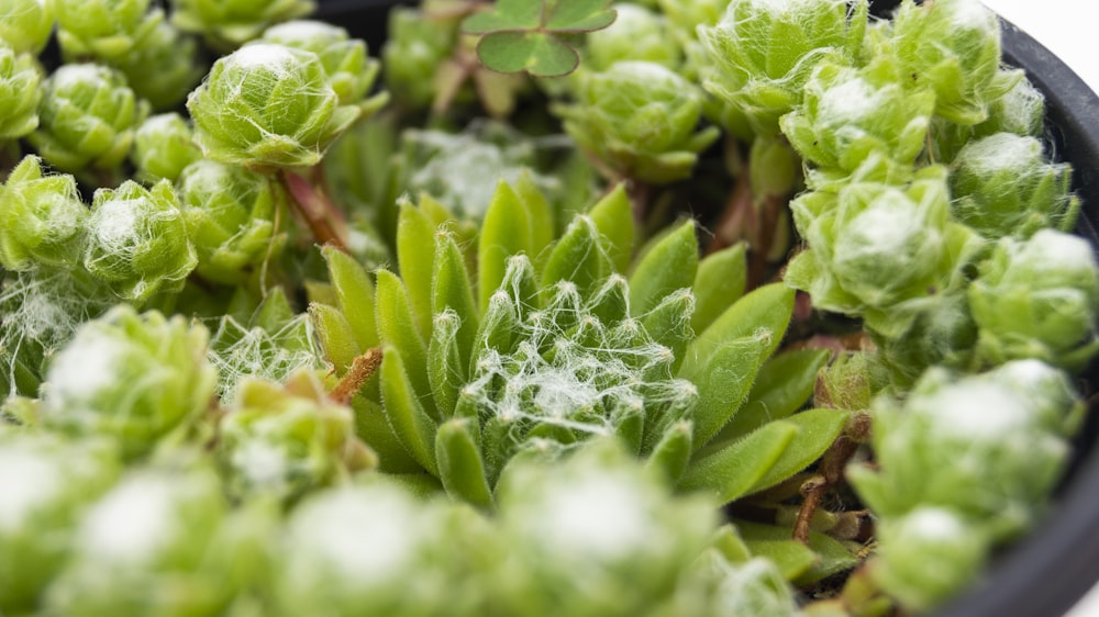 close-up photo of succulent plants
