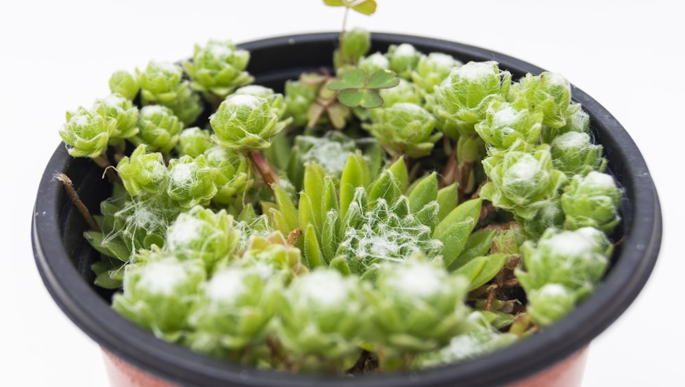 succulents in pot