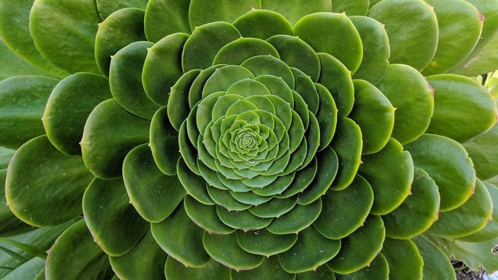 green succulent plant