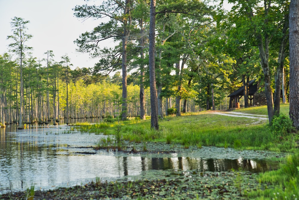 body of water beside trees