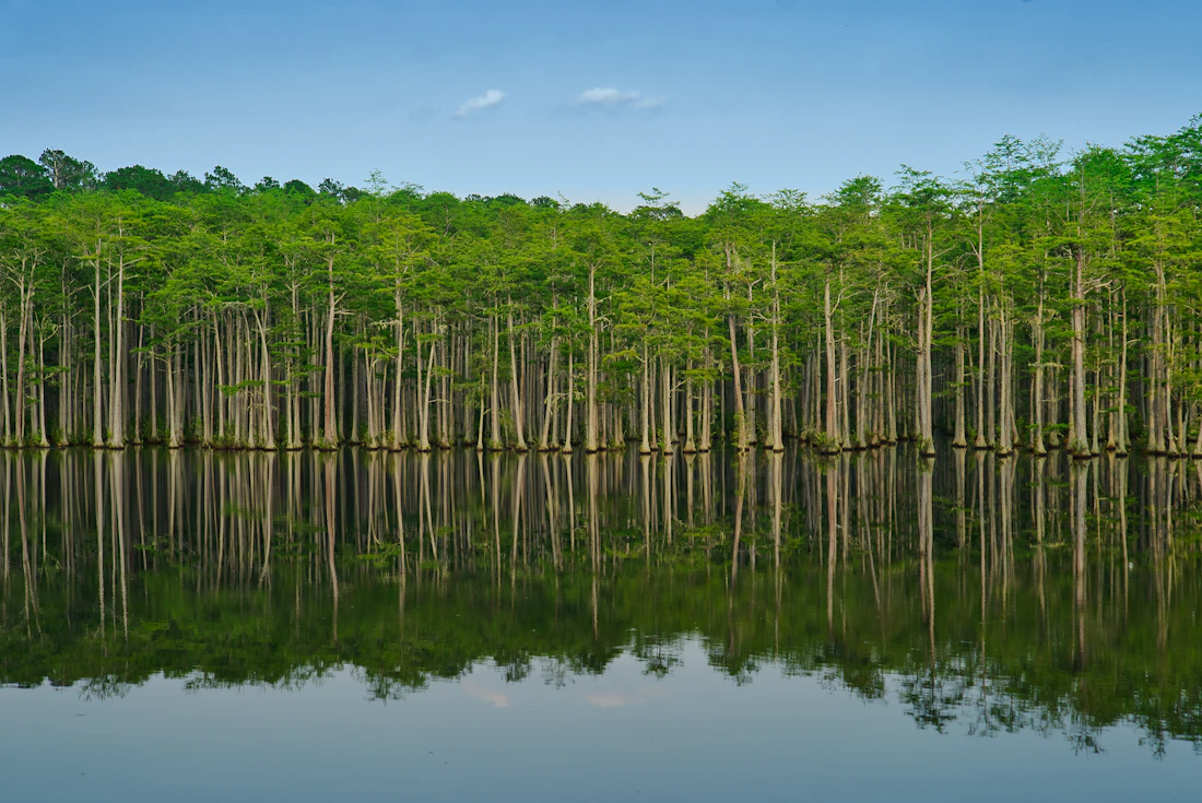 Stand of cypress-like trees reflected in still water