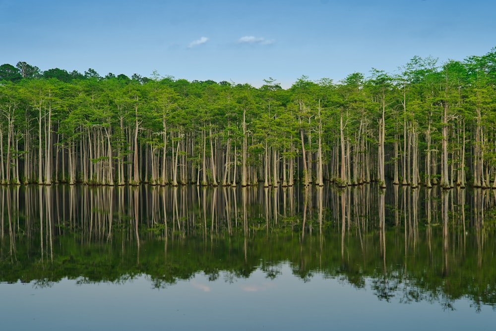 trees n body of water during day