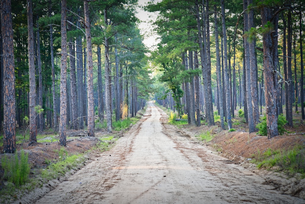 alberi vicino alla strada