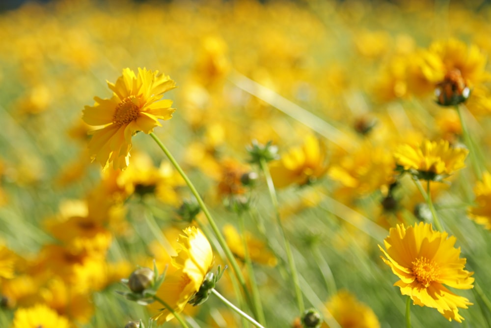 yellow flower in bloom