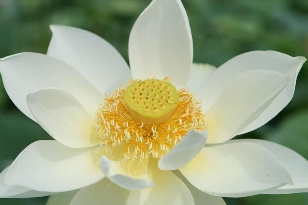 white flower in bloom