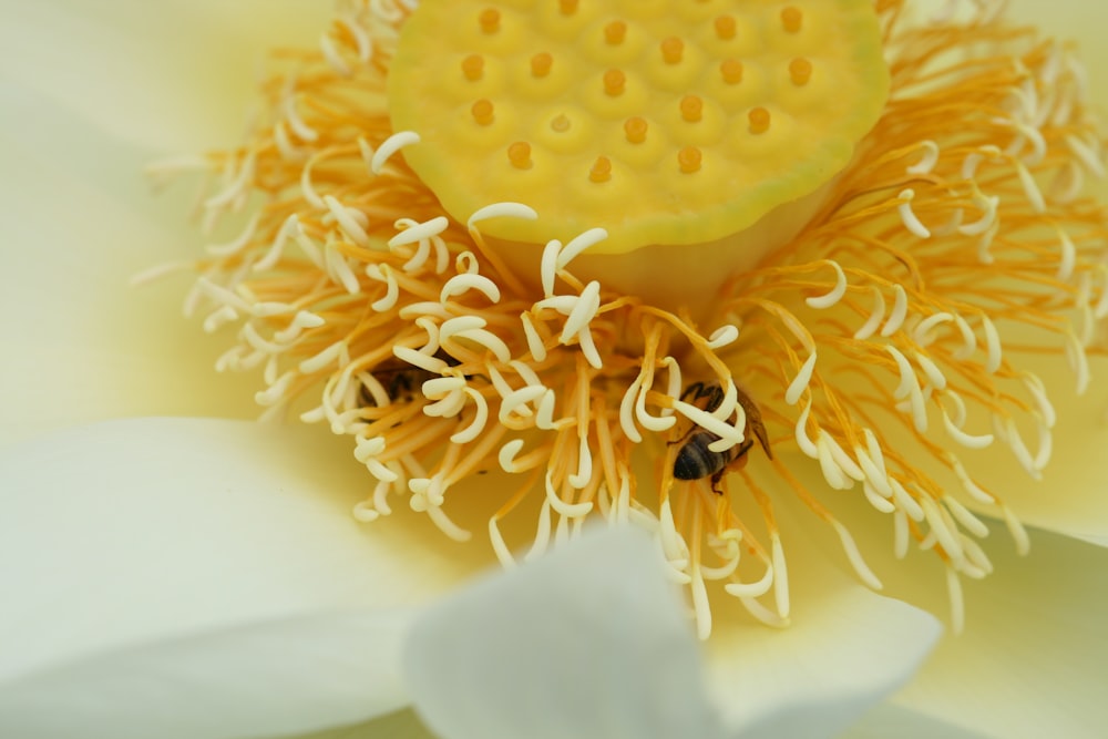 bees in white and yellow flower