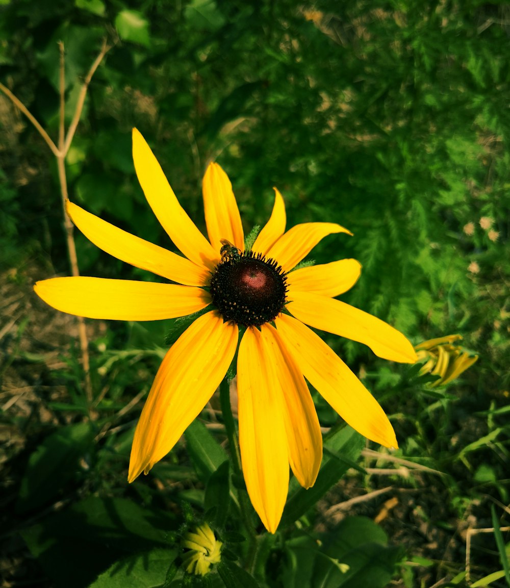 Photographie en gros plan d’une fleur aux pétales jaunes