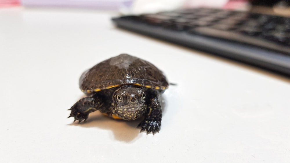 tortuga negra sobre superficie blanca