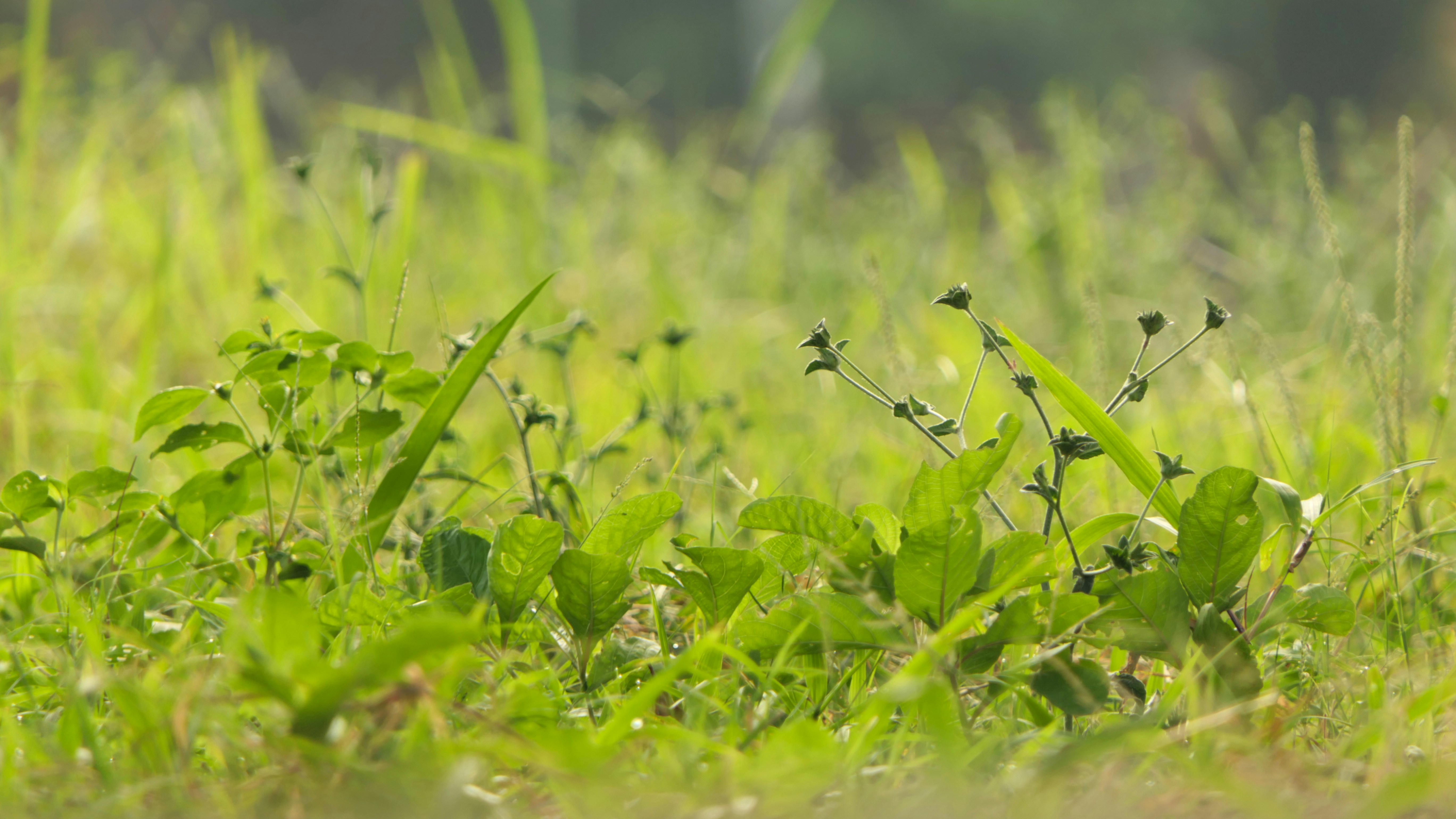 Photo by utsmanmedia