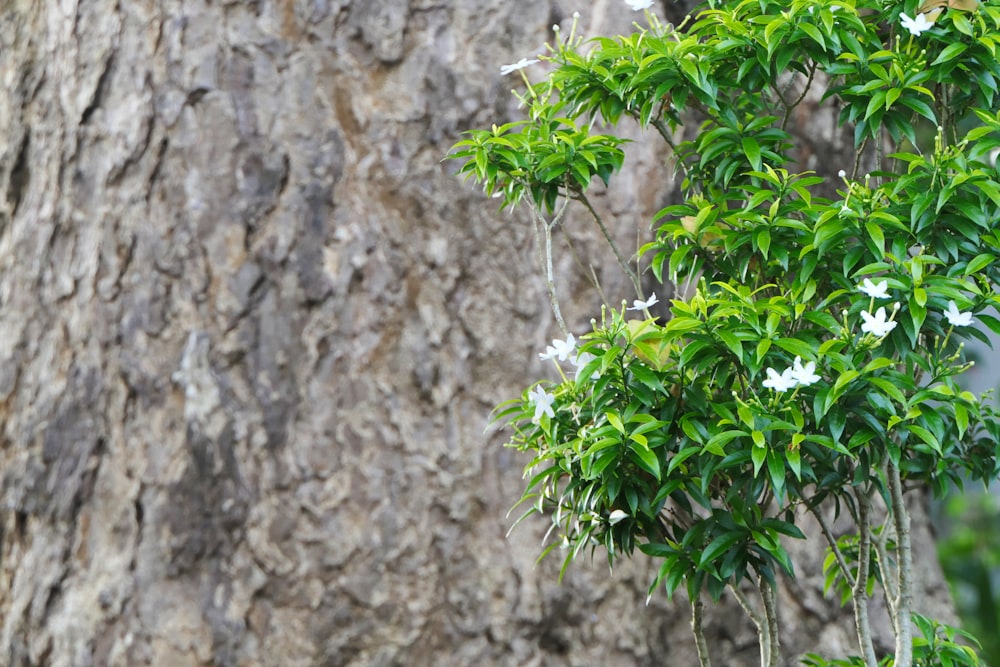 white flowers with green leaves besides brown wood bark