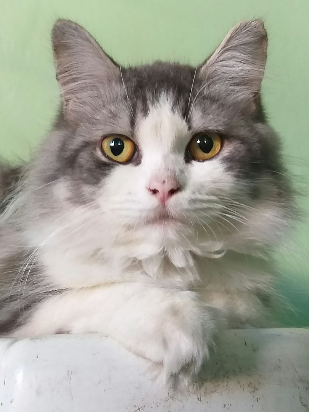 short-fur gray and white cat