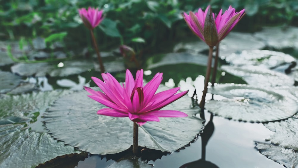 pink lotus flowers on body of water