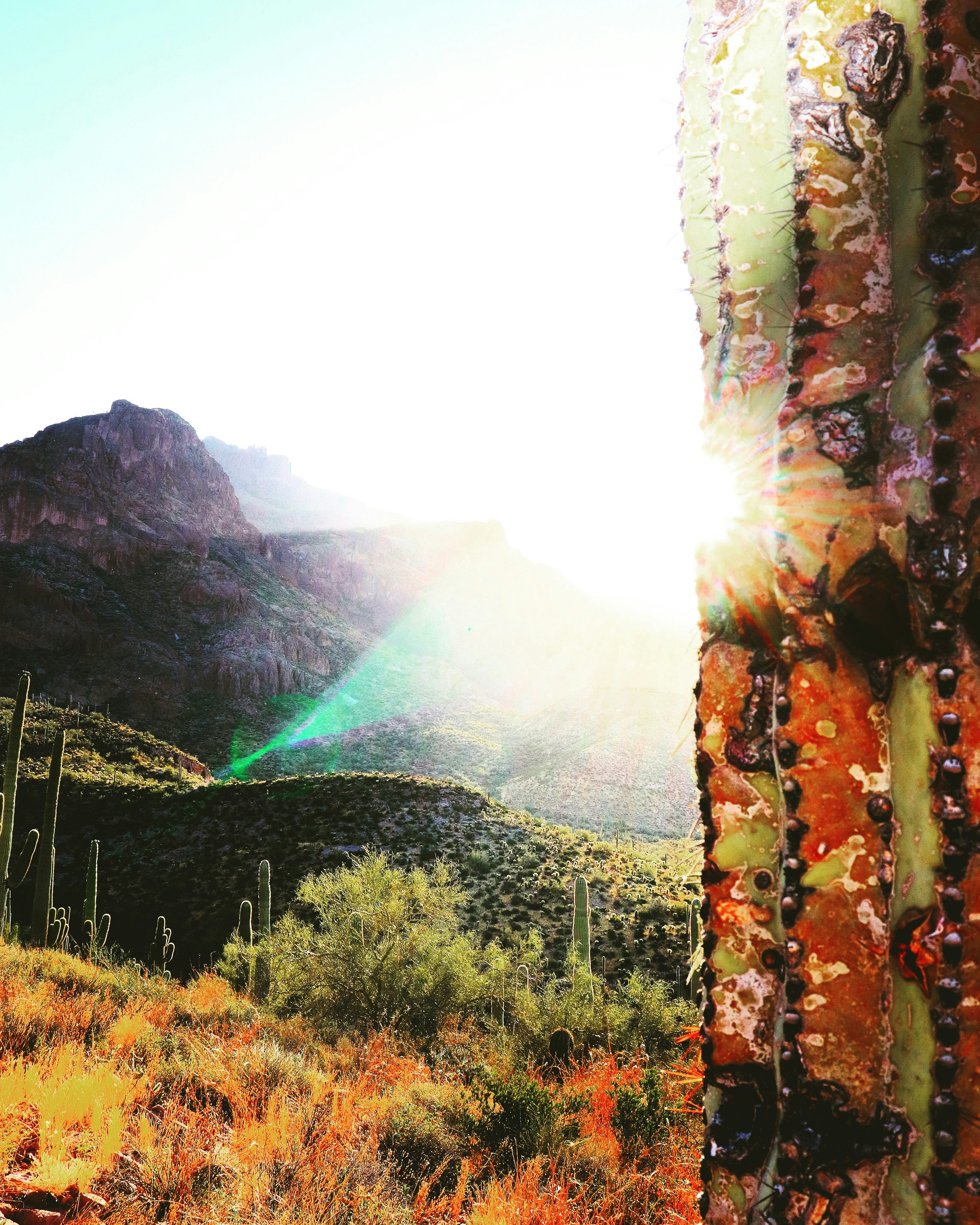 Desert cacti variety - A stunning landscape filled with blooming cacti in Arizona
