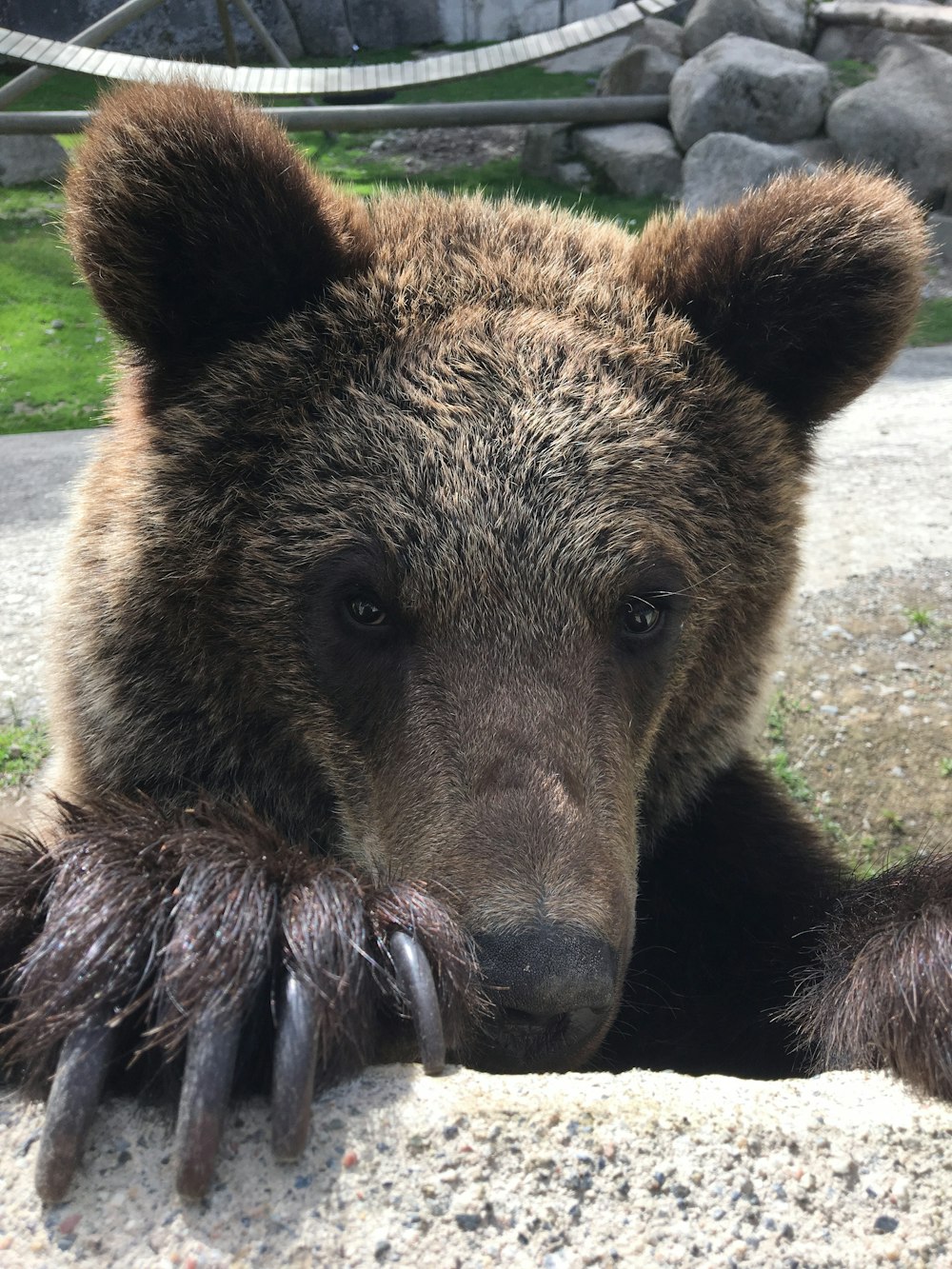 brown bear beside rock