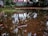 A small pond or waterlogged area reflects palm trees and the red-tiled roof of a neighboring house. The surroundings include greenery and a concrete wall. The surface of the water is dotted with fallen leaves and small debris.