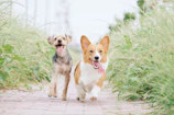 Two dogs happily running together in a green park, tails high with excitement.