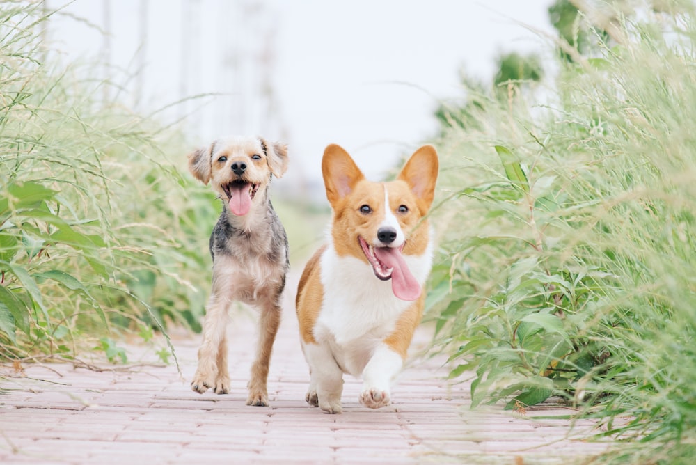 Pembroke Welsh Corgi e cane marrone che corre tra le erbe