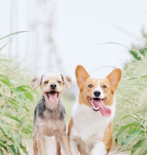 white and brown corgi besides brown dog