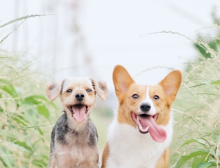 white and brown corgi besides brown dog