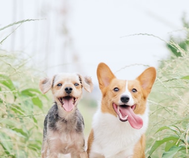 white and brown corgi besides brown dog