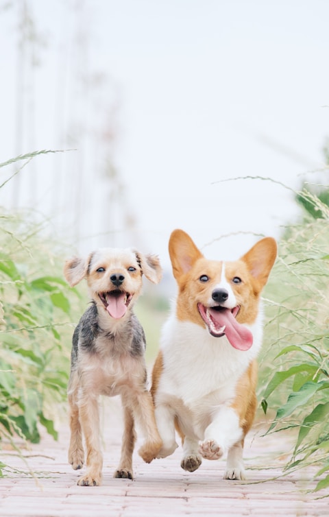 white and brown corgi besides brown dog