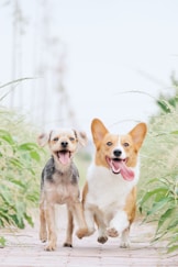 white and brown corgi besides brown dog