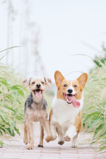 white and brown corgi besides brown dog