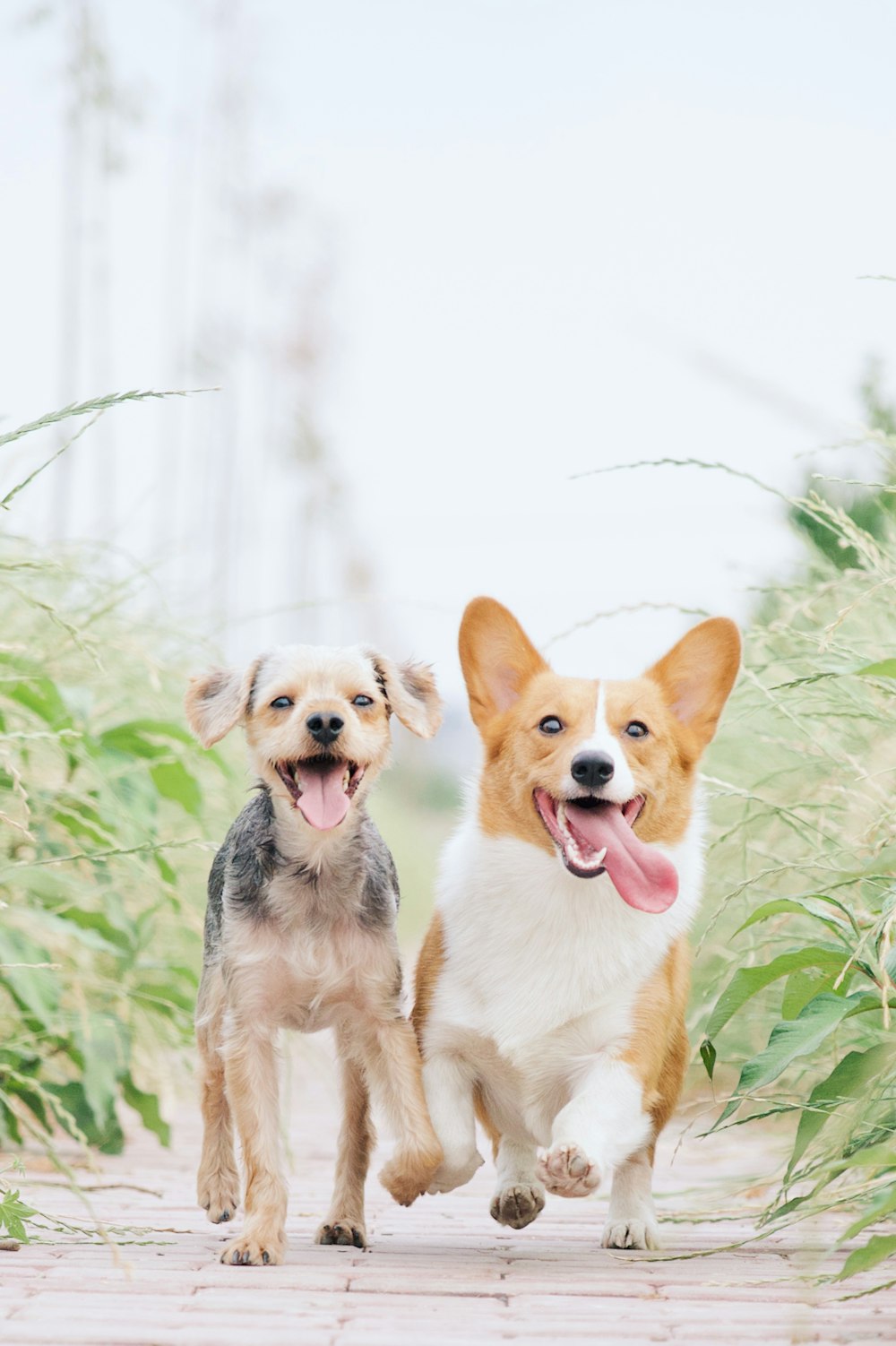 corgi branco e marrom além de cachorro marrom