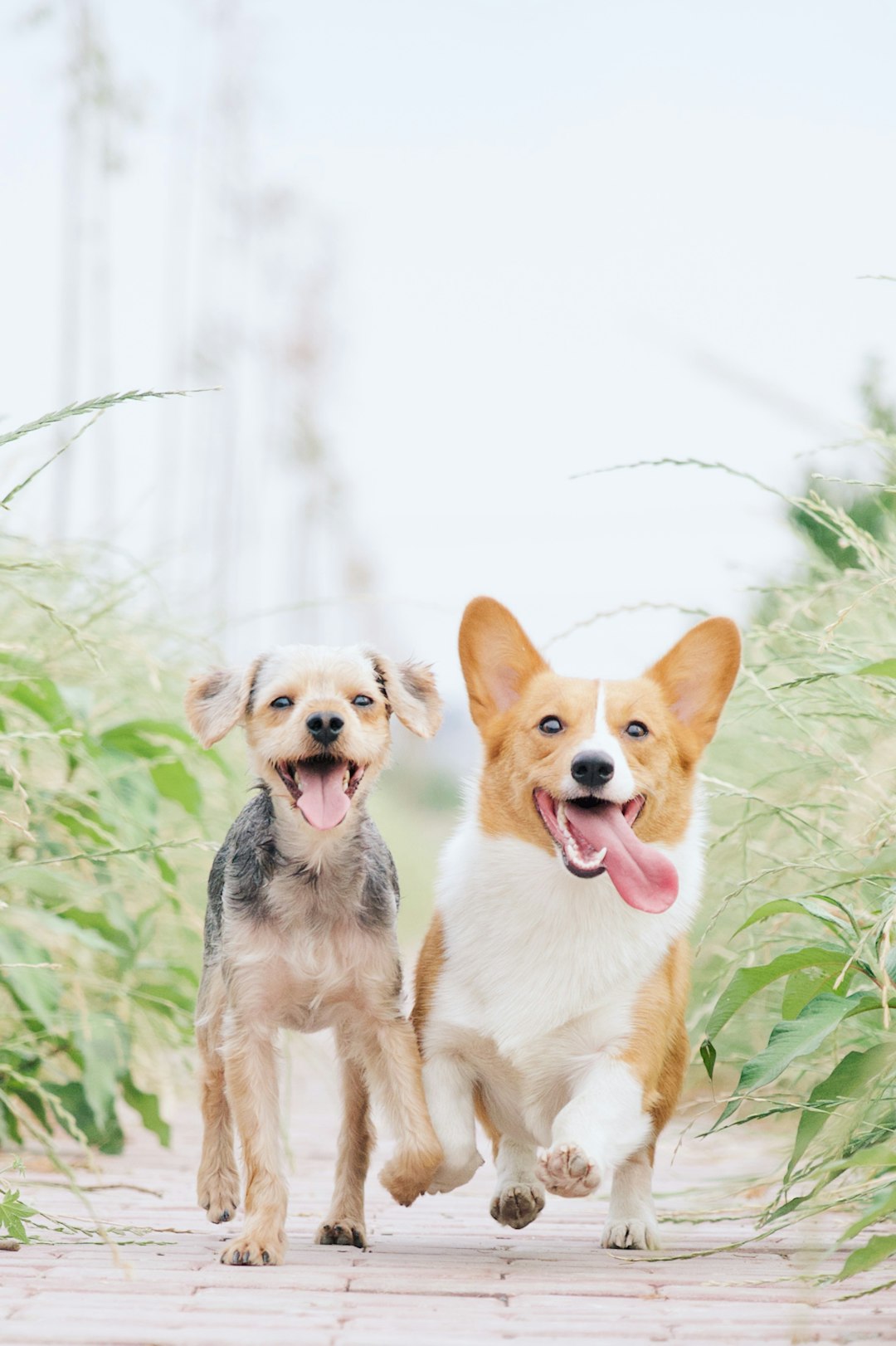 Two dogs running towards the camera