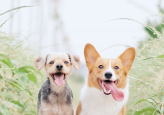 white and brown corgi besides brown dog