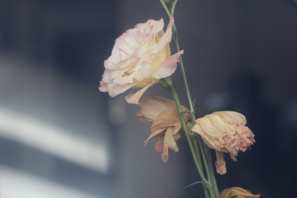 photo of white flowers