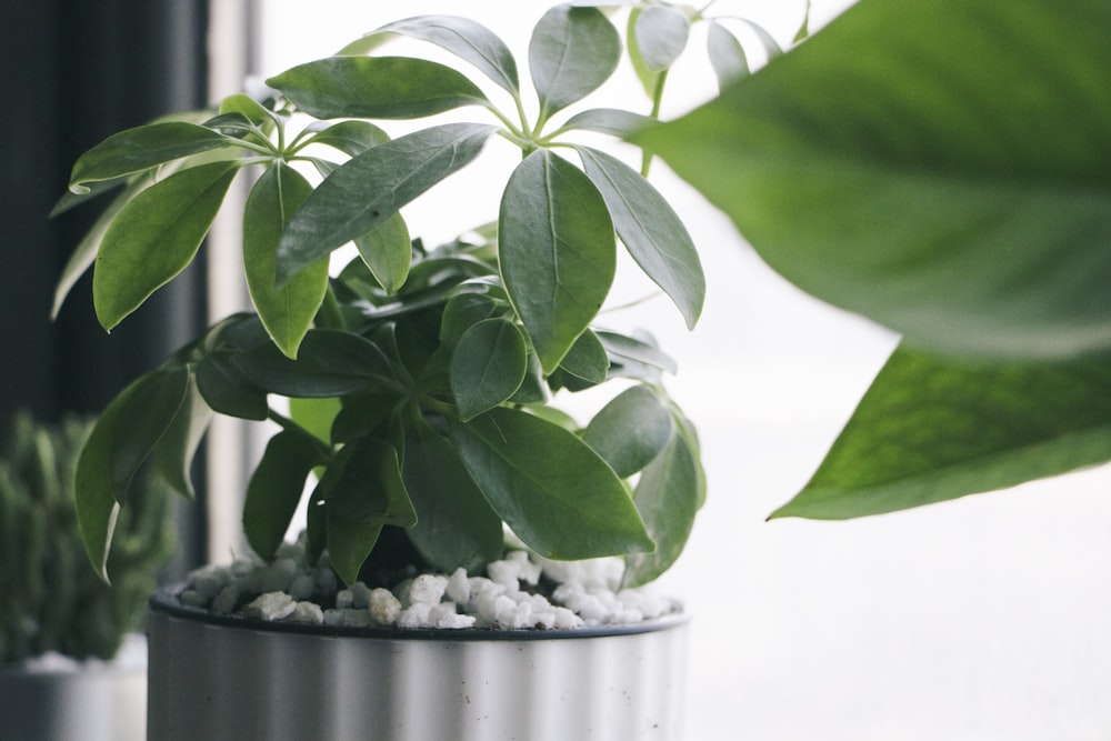 green leaf plant in white pot