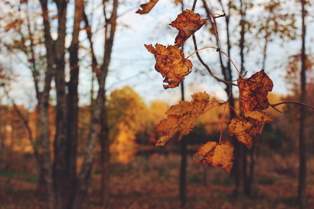 dried leaves during autumn