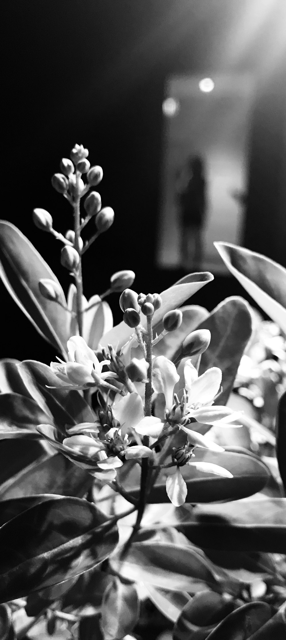 grayscale photo of petaled flowers