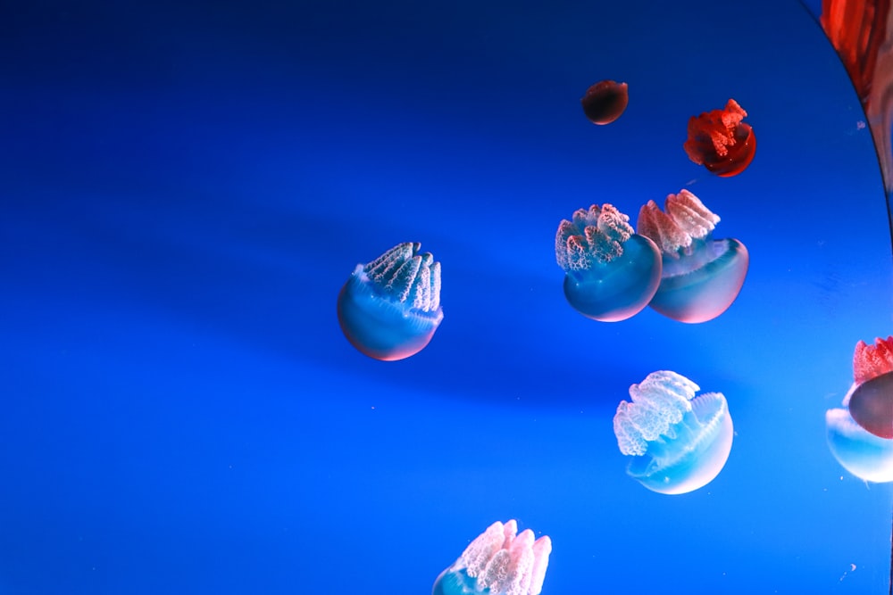 Arte de medusas azules