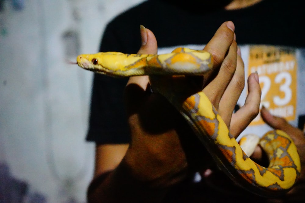 orange, yellow and gray snake
