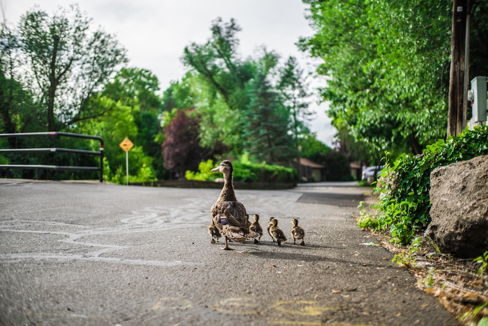 Braune Enten und Küken, die tagsüber auf der Straße spazieren gehen