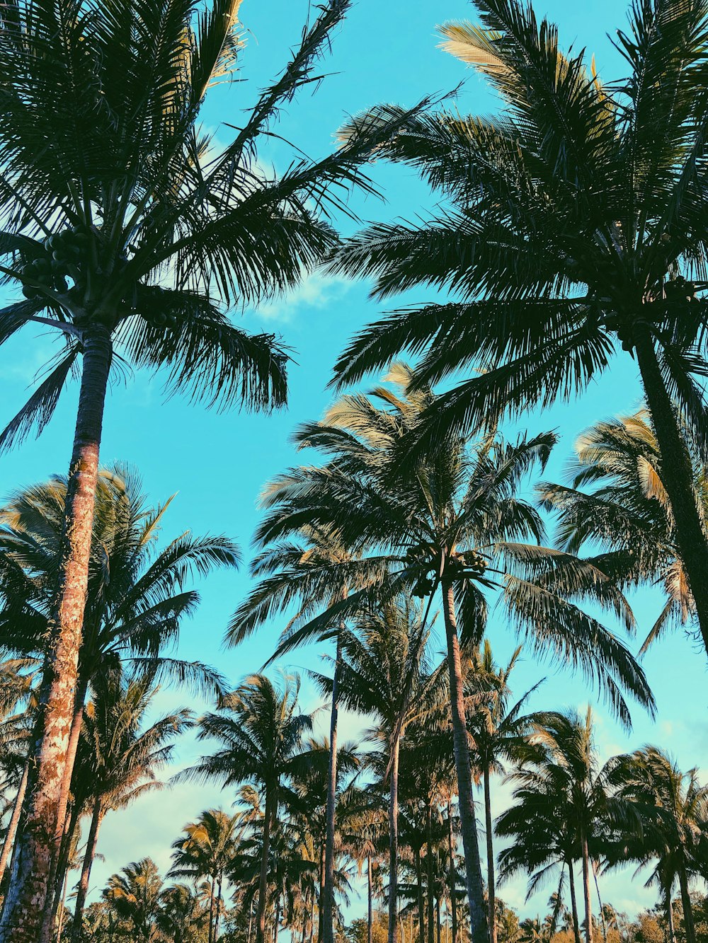 low angle photo of coconut palm trees under clear blue sky