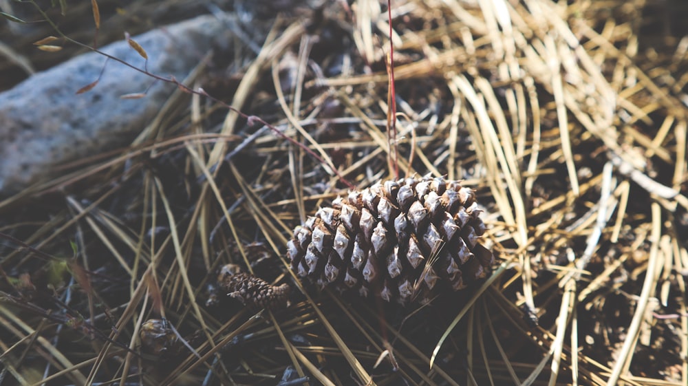 brown pine fruit on brown grass