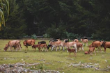 A herd of cattle grazing peacefully on green pasture.