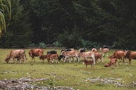 A herd of cattle grazing peacefully on rotational pasture, promoting soil health.