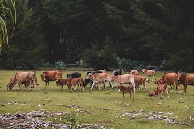 A herd of beef cattle grazing peacefully in a green pasture.
