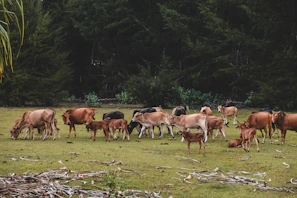 A herd of cattle grazing peacefully on green pasture.