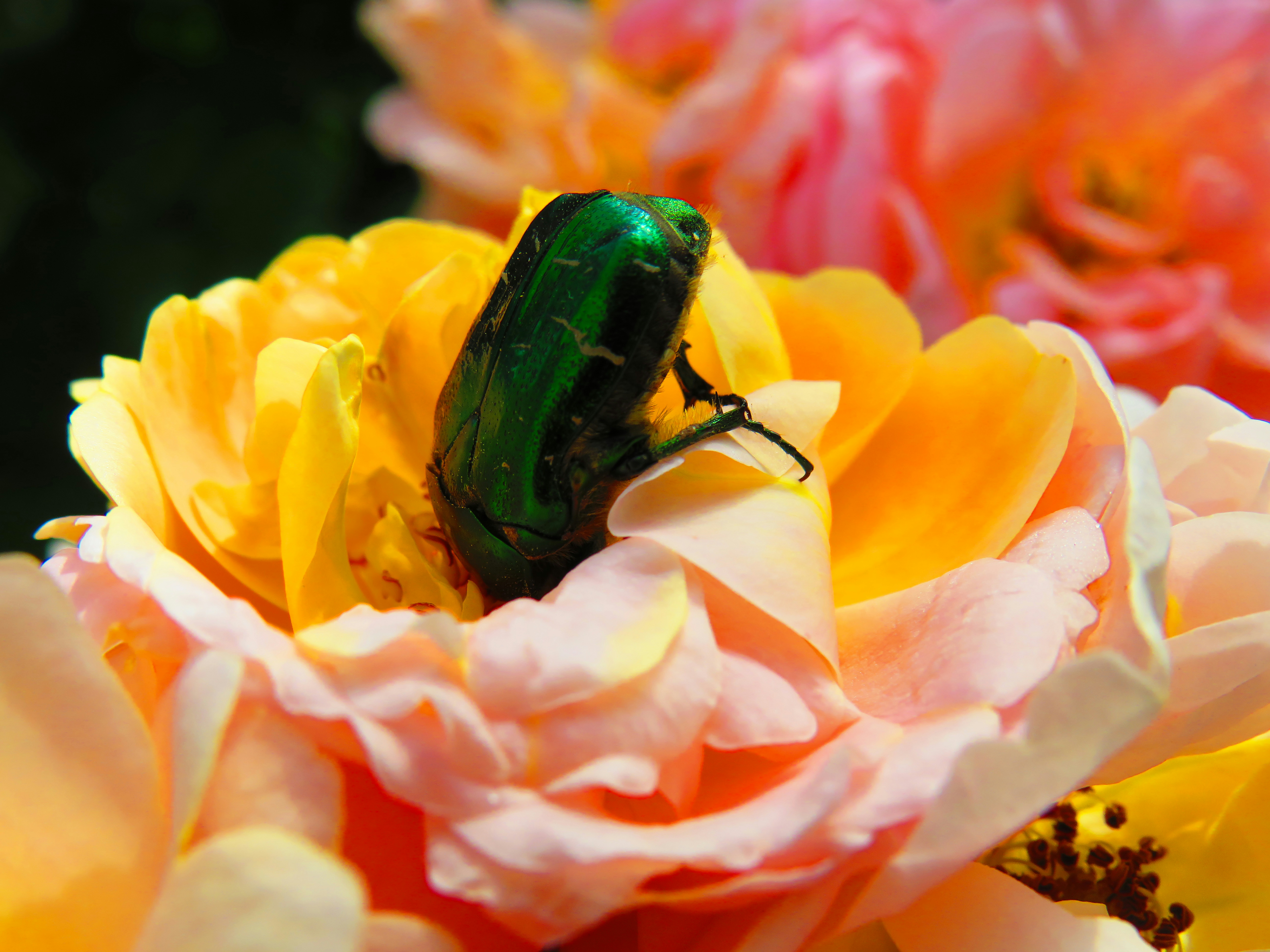Green beetle in yellow cluster petaled flower photo – Free Flower Image ...