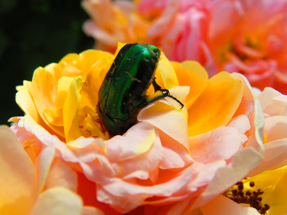 green beetle in yellow cluster petaled flower