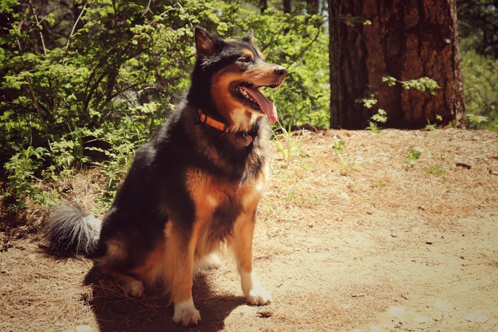 black and brown long-coated dog